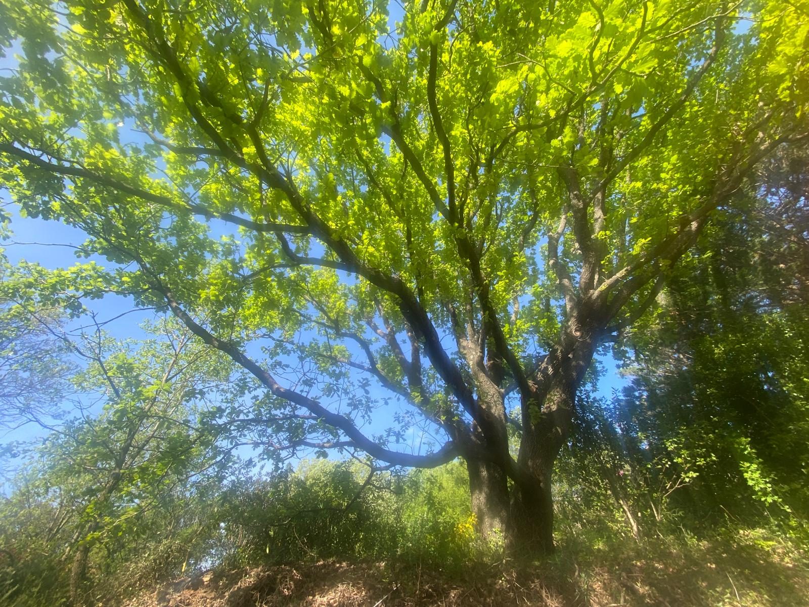 Un grand arbre dans le parc